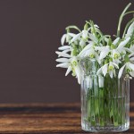 SNOWDROP