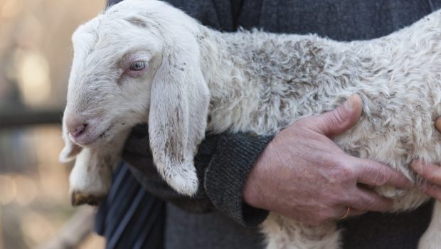 LAMB WITH SHEPHERD