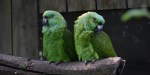 PARROTS