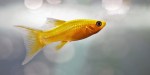 GOLD FISH