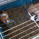 GUINEA PIG