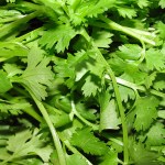 CORIANDER LEAVES