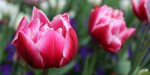 WEB 3 TULIPS