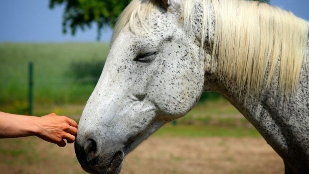 HORSE-THERAPY