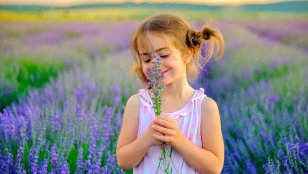 LAVENDER