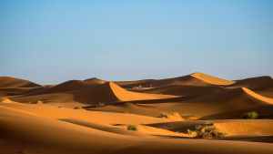 green bushes on desert