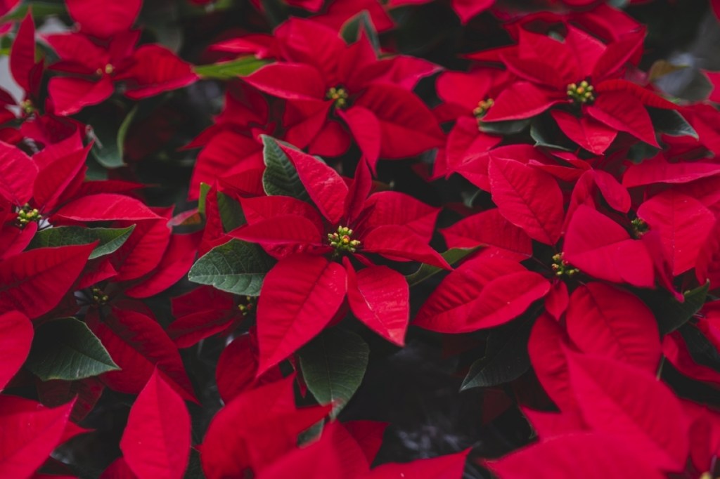 poinsettia