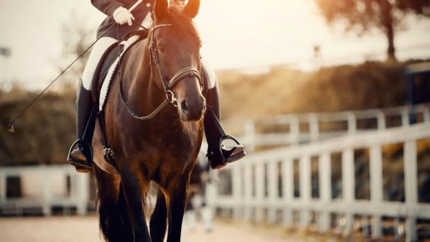 Dressage of the horse in the arena