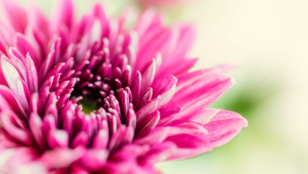purple chrysanthemum flower