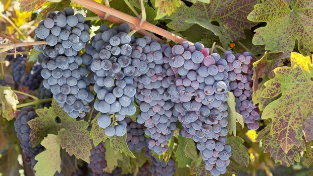 Grapes on the vine