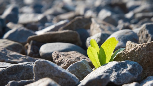 The green plant breaks through and grows on the rocks