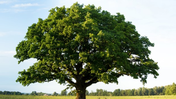 Lonely green oak tree in the field
