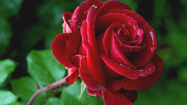 Garden Rose
