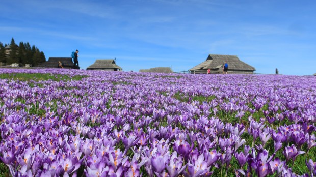 zafrani Velika planina