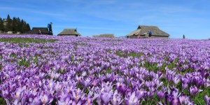 Velika planina spomladi – oglejte si te čudovite prizore