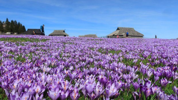zafrani Velika planina