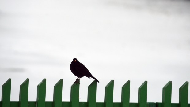 Bird