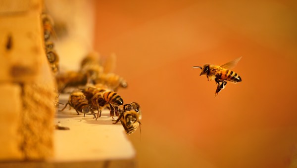 bee